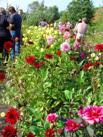 The guests sip wine amidst Ar's dahlias