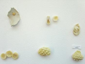 Valentina de Lorenzis pasta typologies