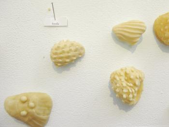 Valentina de Lorenzis pasta typologies