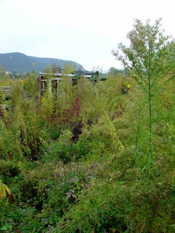 biomass kitchen garden