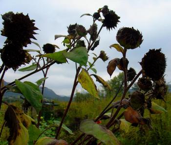 black hole sunflowers