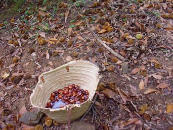A mushroom I mean chestnut basket