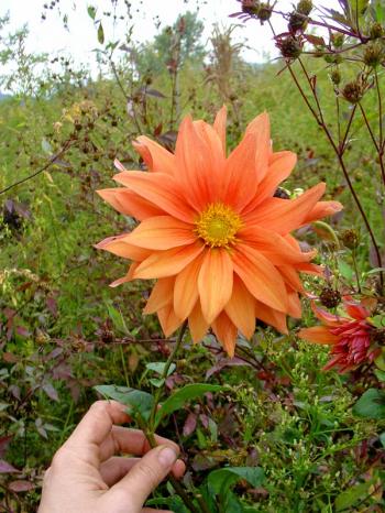 dahlia in the kitchen garden