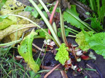 Harvesting rhubarb by candlelight, Debra Solomon / culiblog.org