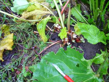 Harvesting rhubarb by candlelight, Debra Solomon / culiblog.org