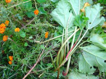 rhubarb  harvesting