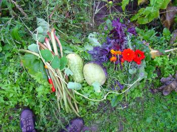 Harvesting rhubarb by candlelight, Debra Solomon / culiblog.org