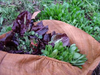 Salad foraged from the Occitanian kitchen garden, culiblog.org