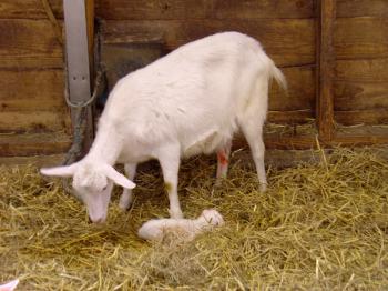 Indian+goat+farm