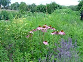 Echinacea views, Debra Solomon, culiblog.org