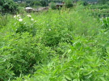 Lush preweed situation in the Occitanian Kitchen Garden, Debra Solomon, culiblog.org