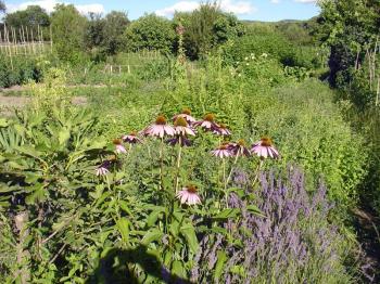 Lush permaculture obscuring the garden, Debra Solomon, culiblog.org