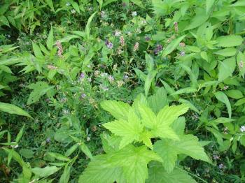 Biomass with raspberry and alfalfa, Debra Solomon, culiblog.org