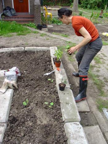 Planting butternut squash in brutalist raised beds at 't Reservaat, Debra Solomon, culiblog.org