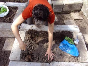 Planting butternut squash in brutalist raised beds at 't Reservaat, Debra Solomon, culiblog.org