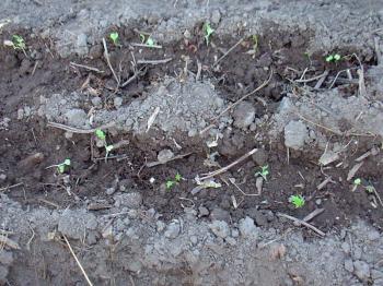 Mizuna seedlings in the Occitanian kitchen garden, Debra Solomon, culiblog.org