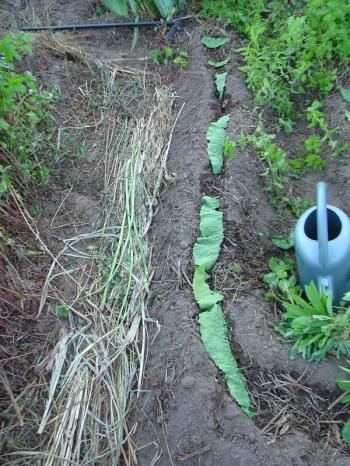 Mulch mat on the path and horseradish leaves covering the chard seedlings, 