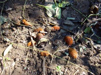 Slug party, Debra Solomon, culiblog.org