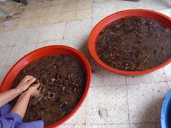 Kamili prepares the carob for syrup in Ayn Hawd, Debra Solomon, culiblog.org