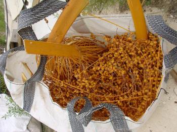 Yellow dates, harvested and drying in a bag in Ayn Hawd, Debra Solomon / culiblog.org