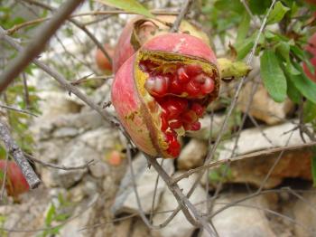 Exploding pomegranat in Ayn Hawd, Debra Solomon / culiblog.org