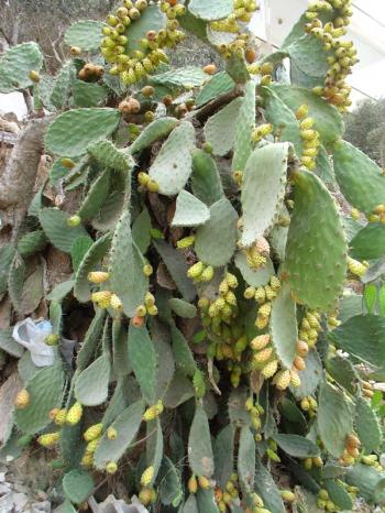 Prickly pear cactus in Ayn Hawd, Debra Solomon / culiblog.org