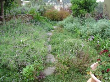 The herb garden at Al Beet in Ayn Hawd, Debra Solomon / culiblog.org