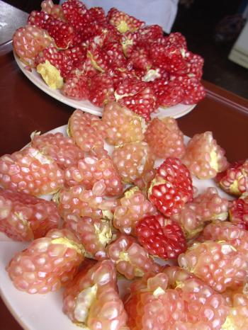 Portions of pomegranate chez Daoulit in Ayn Hawd, Platform Paradise, To Market the Market, Debra Solomon, culiblog.org