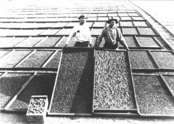 Apricot drying back in the day in Sunnyvale California