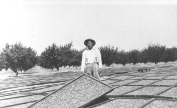 Apricot drying back in the day in Sunnyvale California