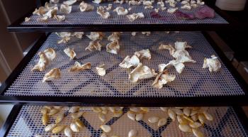 Taking the dehydrator for a spin with celeriac, parsley root, beets and apples, Debra Solomon, culiblog.org