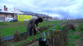 Culiblog author forages for vegetables in the gardens of Soupe de Ville at the St. Etienne Design Biennial as part of City Eco Lab. Debra Solomon, culiblog.org