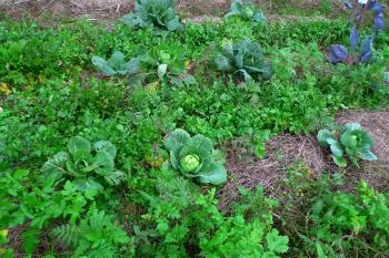 Permaculture mustard, cabbage and rocket in the winter garden, Debra Solomon, culiblog.org