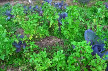 Red cabbages growing in between mustard and rocket, Debra Solomon, culiblog.org