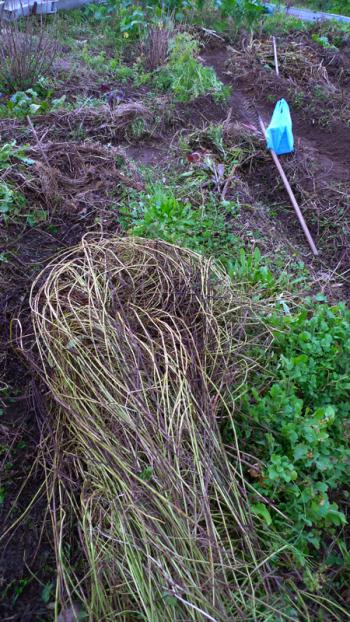 Matted leggy bergamot, turning into mulch in the permaculture garden, Debra Solomon, culiblog.org