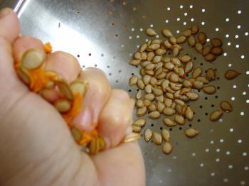 Hungry Gap butternut squash seed collection, Debra Solomon, culiblog.org