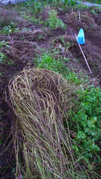 Harvesting mulch from canals and pathways, Debra Solomon, culiblog.org