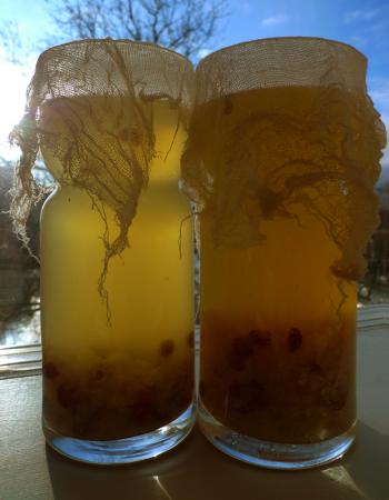 Carafes of water kefir fermenting in the pale winter sun, Debra Solomon, culiblog.org