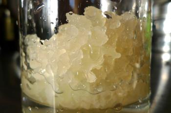 Water kefir grains, rinsed and ready to grow, Debra Solomon, culiblog.org