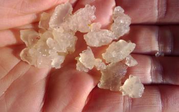 A handful of water kefir grains, Debra Solomon, culiblog.org