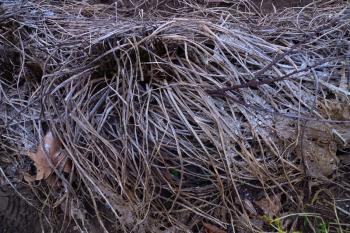 Horseradish heap, new shoots coming up, Debra Solomon, culiblog.org