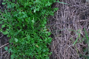 Mulched bed, rocket-filled canal, Debra Solomon, culiblog.org