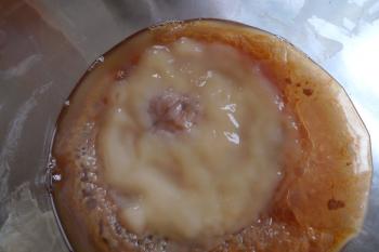 Kombucha mushroom or SCOBY aka symbiotic colony of bacteria and yeast, Debra Solomon, culiblog.org