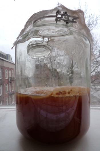 Kombucha mushroom or SCOBY aka symbiotic colony of bacteria and yeast, Debra Solomon, culiblog.org