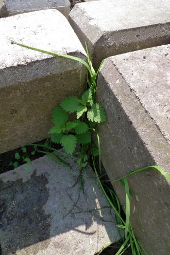 Nettles growing in situ at Studio Culiblog's Northern Kitchen Garden in Amsterdam Noord, Debra Solomon, culiblog.org