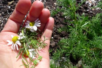 Chamomile growing in situ at Studio Culiblog's Northern Kitchen Garden in Amsterdam Noord, Debra Solomon, culiblog.org