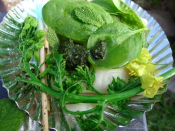 Plated goutweed ravioli with ground-elder pesto and foraged kale blossoms at Slim Pickins garden restaurant opening, Debra Solomon, culiblog.org