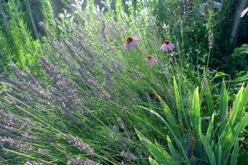 Lavender ready for harvest in the Occitanian kitchen garden, Debra Solomon, Culiblog.org