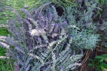 Lavender ready for harvest in the Occitanian kitchen garden, Debra Solomon, Culiblog.org