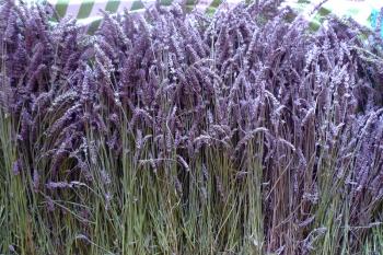 Lavender harvest, Debra Solomon, Culiblog.org